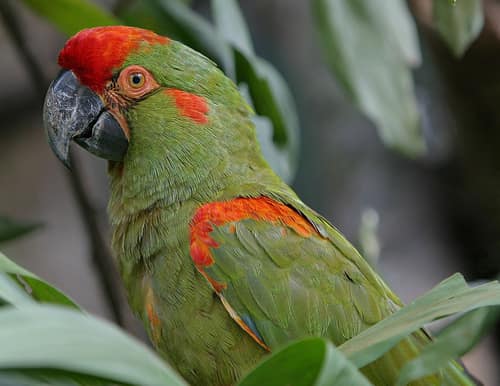 Red-fronted Macaw reference