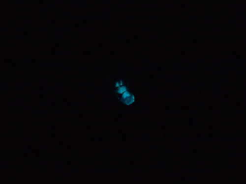 Australian Glowworm reference