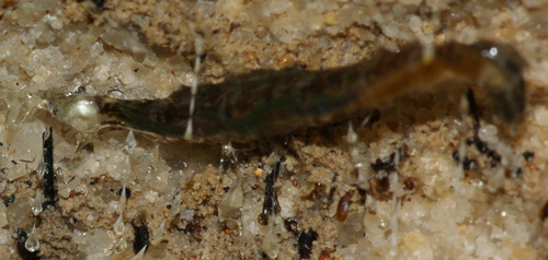 Tasmanian Glowworm reference