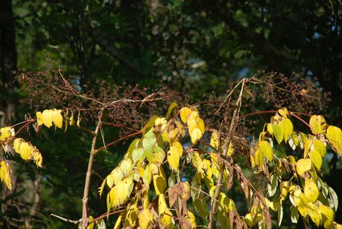 Japanese Angelica Tree reference