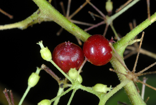 American Spikenard reference