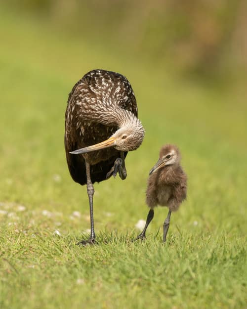 Limpkin reference