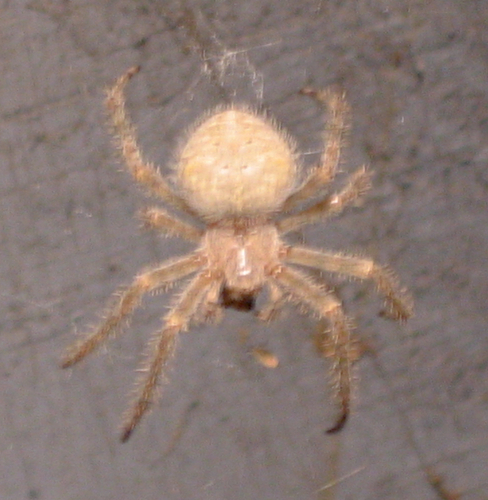 Barn Spider reference