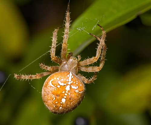 Cross Orbweaver reference