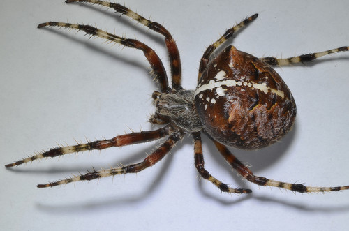 Cat-faced Spider reference