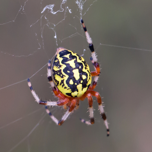 Marbled Orbweaver reference