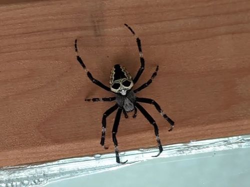 Nordmann's Orbweaver reference