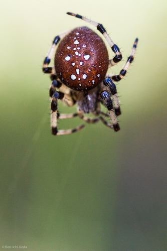 Shamrock Orbweaver reference