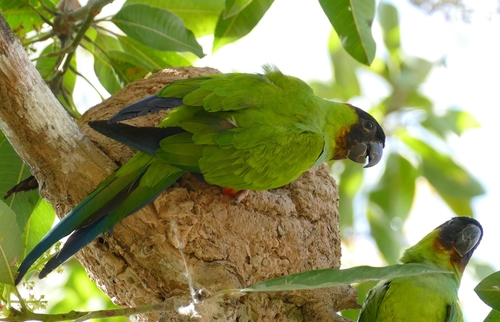 Nanday Parakeet reference