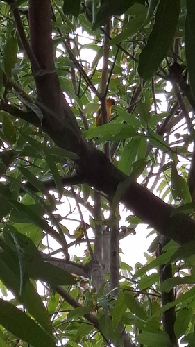 Sun Conure reference