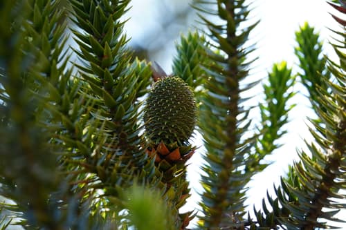 Paraná Pine reference