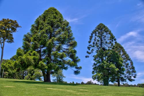 Bunya Pine reference
