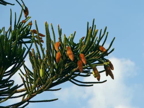 Cook Pine reference