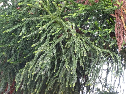 Hoop Pine reference
