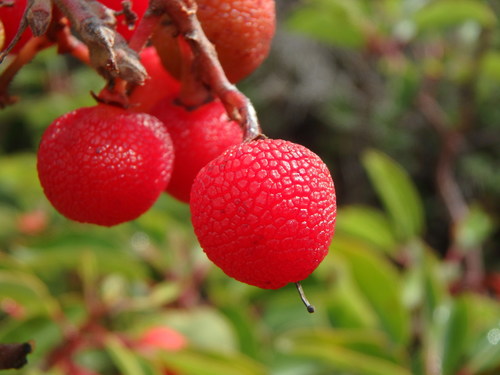 Grecian Strawberry Tree reference
