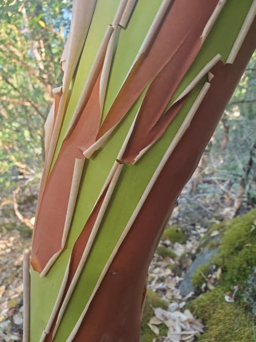 Pacific Madrone reference