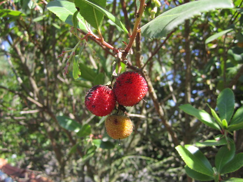 Strawberry Tree reference