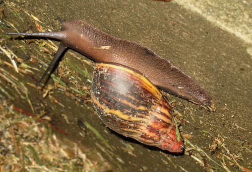 Giant West African Snail reference