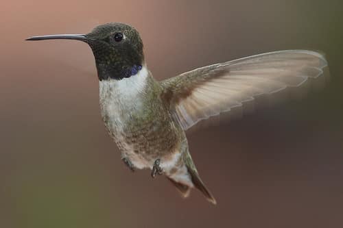 Black-Chinned Hummingbird reference