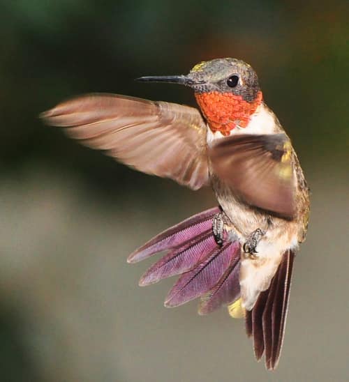 Ruby-throated Hummingbird reference