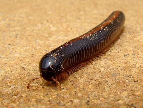 Giant African Millipede reference