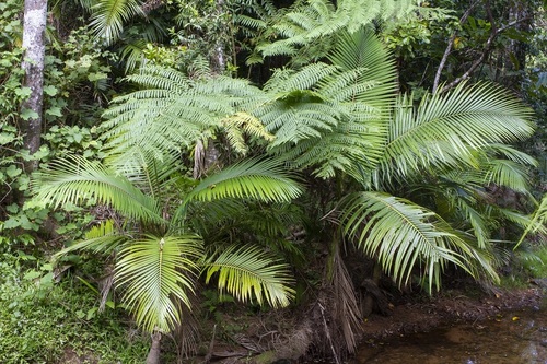 Alexander Palm reference