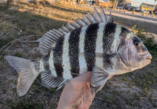Sheepshead reference