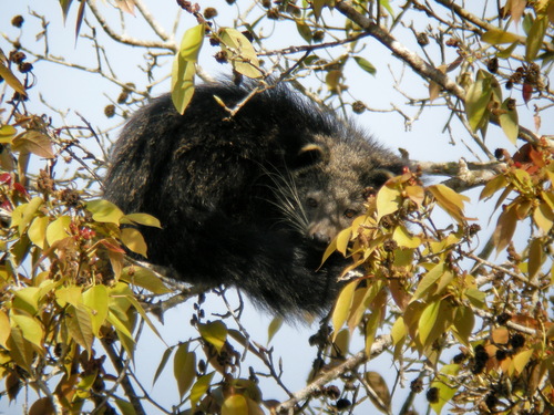 Binturong reference