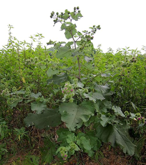 Greater Burdock reference