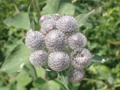 Woolly Burdock reference