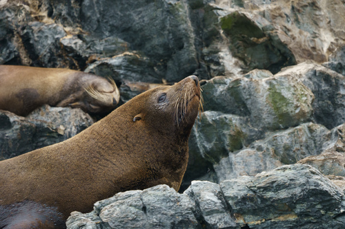 South American Fur Seal reference