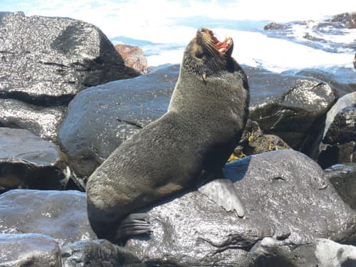 Galapagos Fur Seal reference