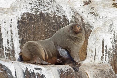 Australian Fur Seal reference