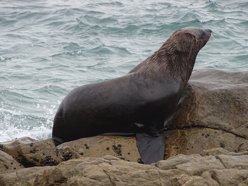 Australian Fur Seal reference