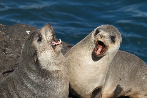Subantarctic Fur Seal reference