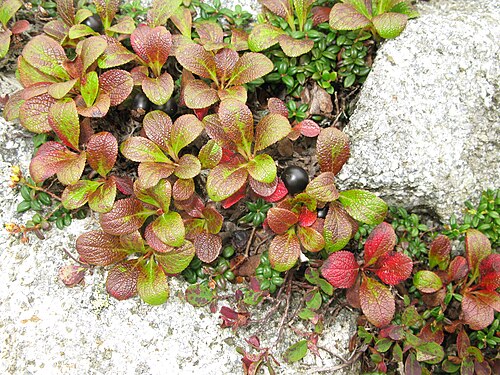 Alpine Bearberry reference