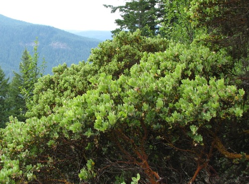 Hairy Manzanita reference