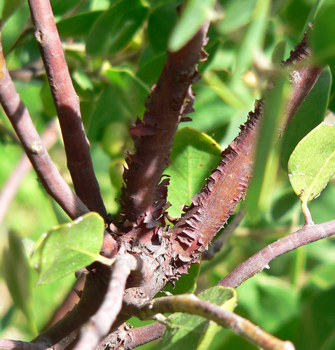 Common Manzanita reference