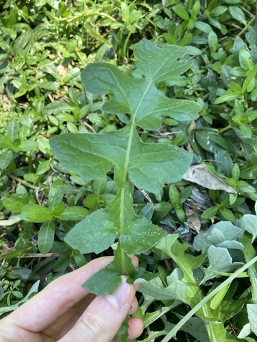Cape Weed reference