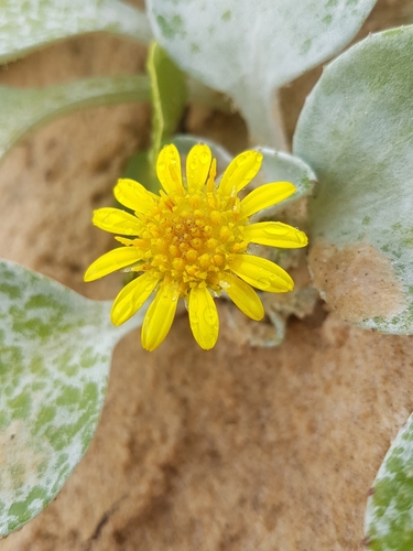 Beach Daisy reference