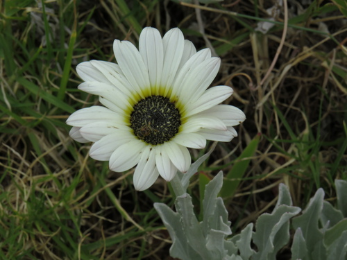 African Daisy reference
