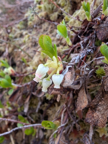 Alpine Bearberry reference