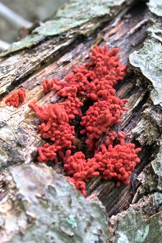 Carnival Candy Slime Mold reference
