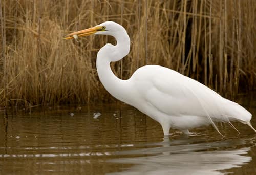 Great Egret reference