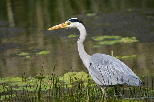 Grey Heron reference