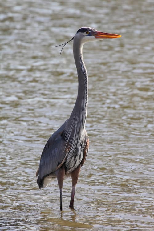 Great Blue Heron reference