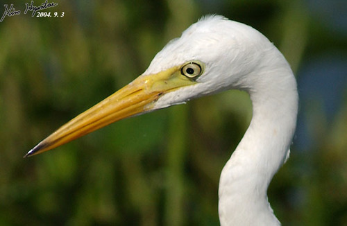 Intermediate Egret reference