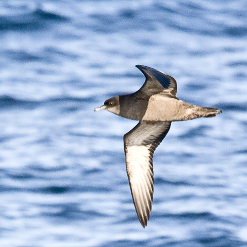 Short-tailed Shearwater reference