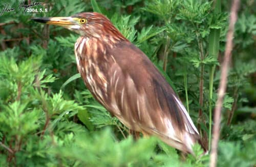 Chinese Pond-Heron reference