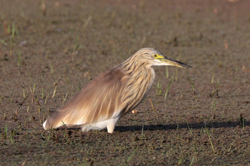 Squacco Heron reference